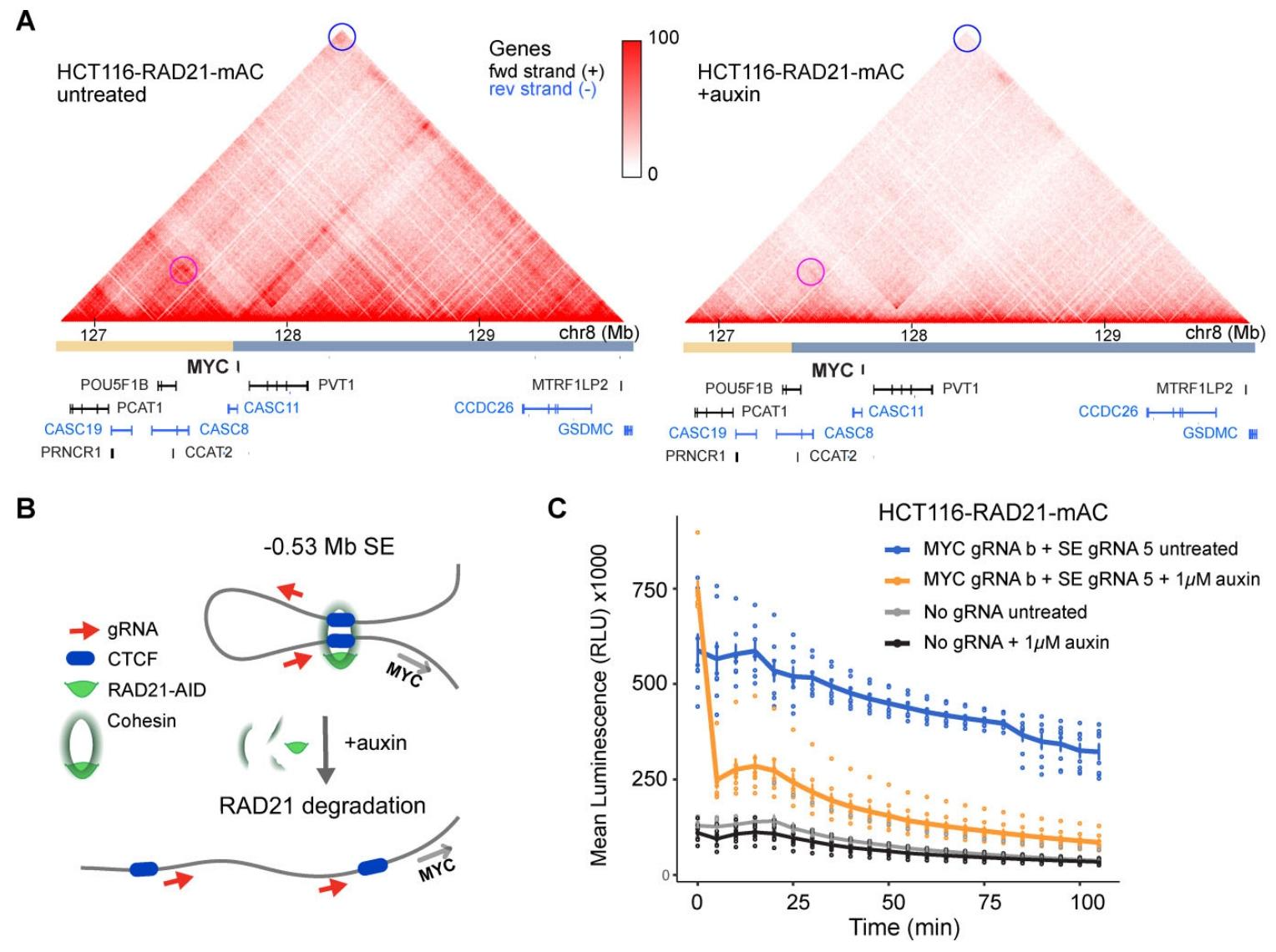 图4：RAD21 降解介导的染色质环动态实时监测