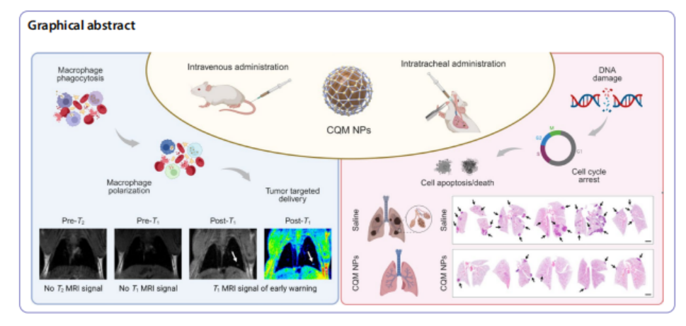 图 1 CQM 纳米颗粒的表征