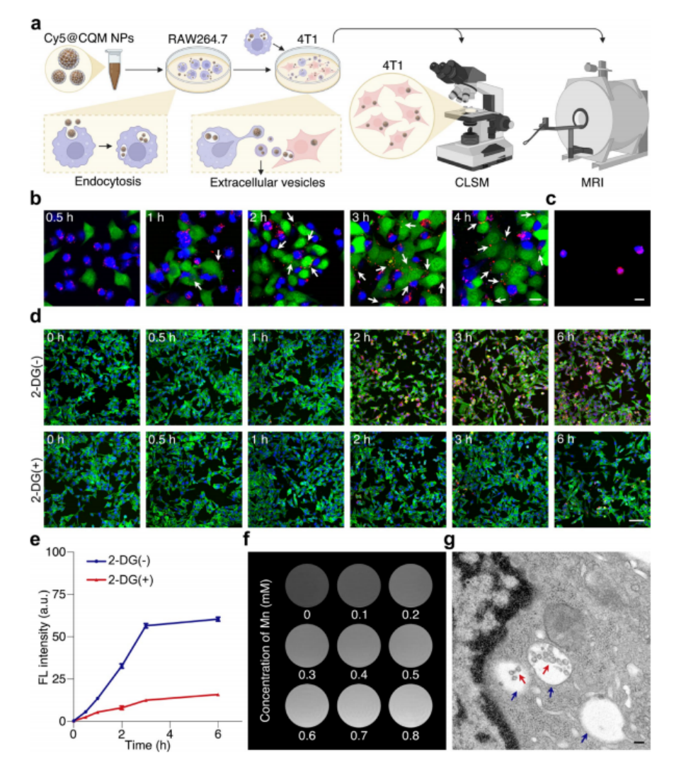 图4 通过巨噬细胞搭便车机制实现CQM纳米颗粒对癌细胞的靶向