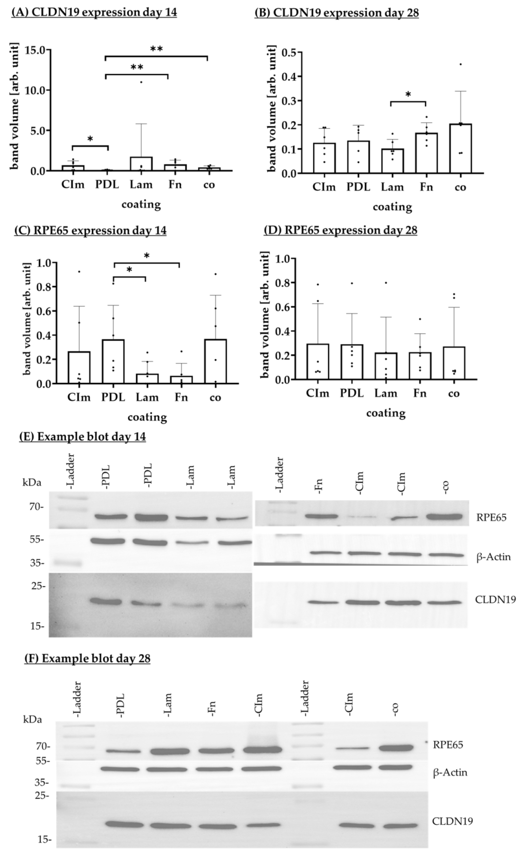 Fig12：不同涂层对 RPE 蛋白表达的影响