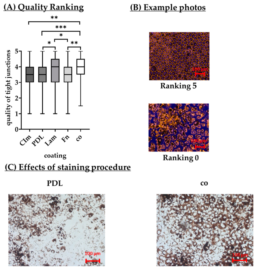 Fig13：不同涂层对 RPE 紧密连接形态的影响
