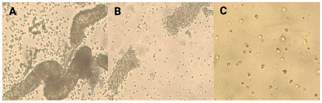 Fig2-3：新生猪 SCs 酶解过程观察