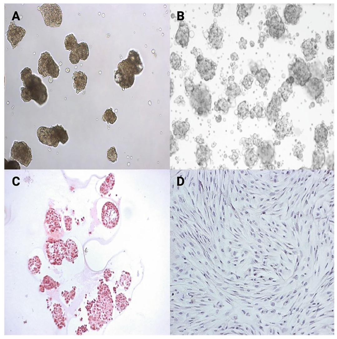Fig6：SCs 培养形态