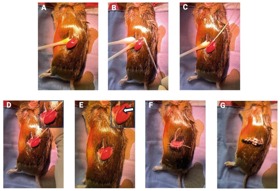 Fig9-11：小鼠肾包膜下移植步骤