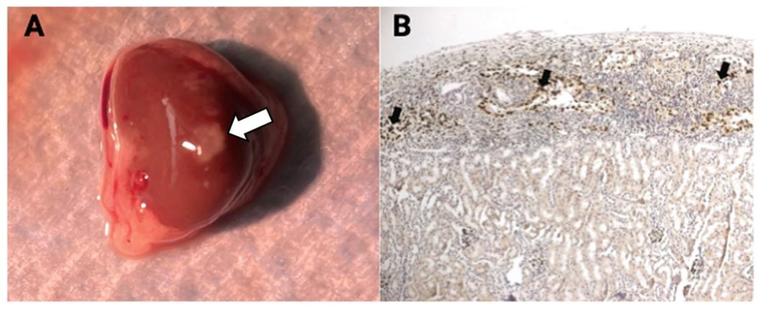 Fig12：移植后 SCs 存活验证