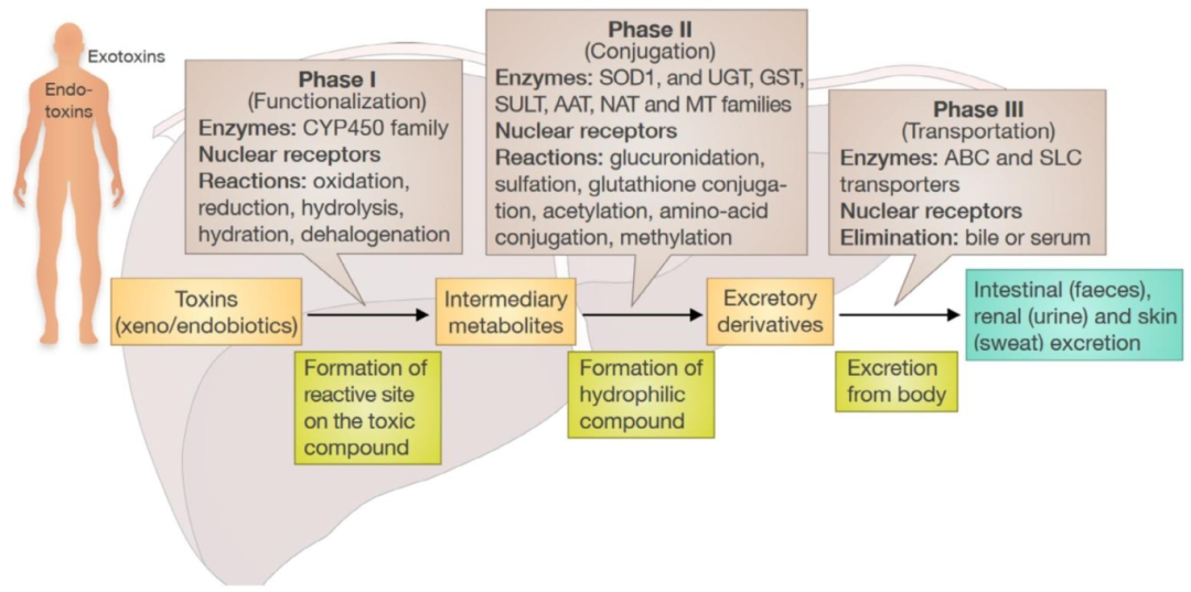 图3:肝细胞代谢通路示意图