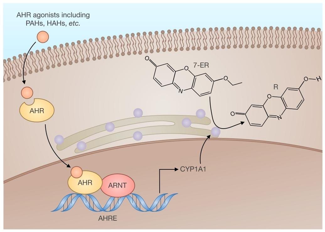 图4:CYP1A1 激活与 EROD assay 原理