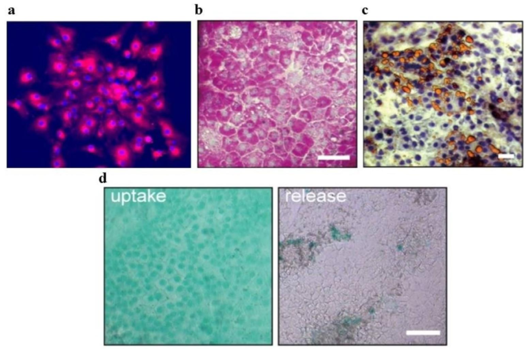 图5:HLCs 功能 assay 结果