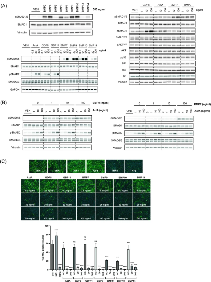 图1:ActRII 和 BMP 配体促进不同 SMAD 信号但类似抑制人成肌细胞分化