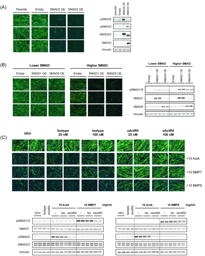 图2:R-SMAD 过表达阻断人成肌细胞分化,ActRII 抑制减轻配体的抑制作用