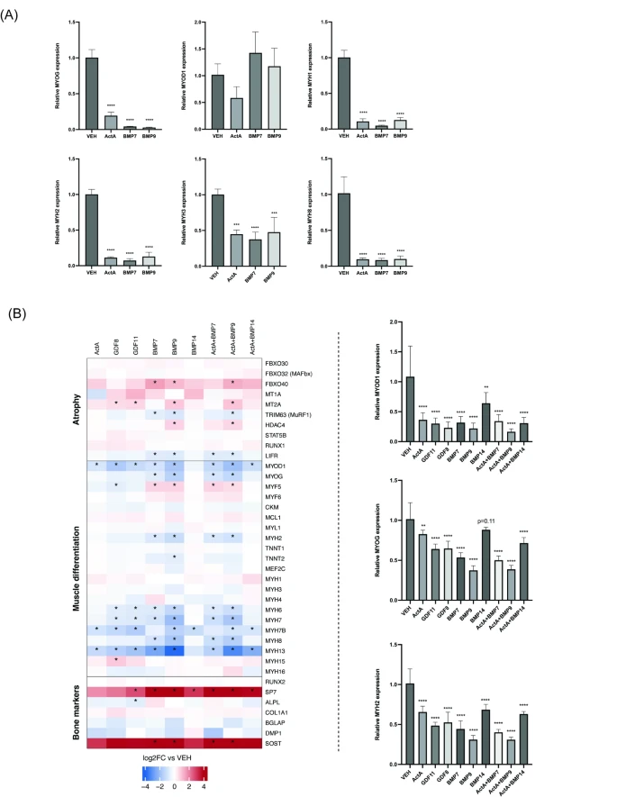 图3:ActRII 和 BMP 配体类似抑制人成肌细胞和肌管中的肌生成标志物