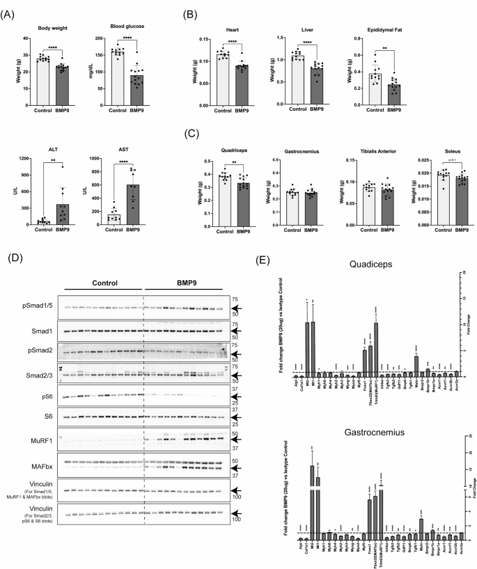 图4:BMP9 过表达导致肝毒性、多器官消耗和肌肉萎缩标志物升高