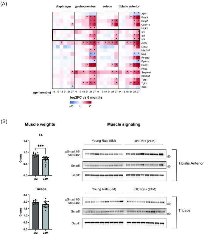 图6:老年大鼠肌少症肌肉中 SMAD1/5 信号和 BMP 靶基因升高