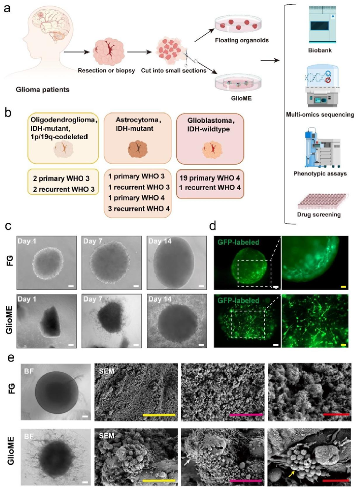 图 1:GlioME 的构建与形态特征