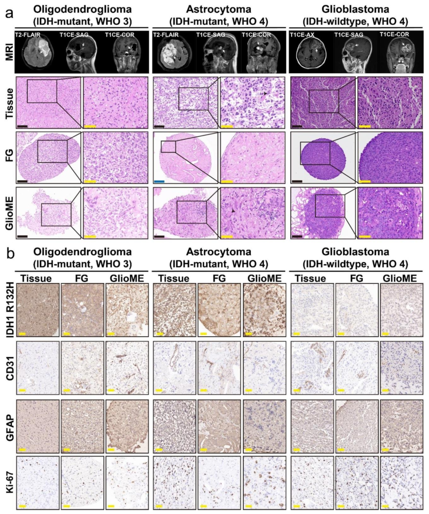图 2:组织学与标志物一致性