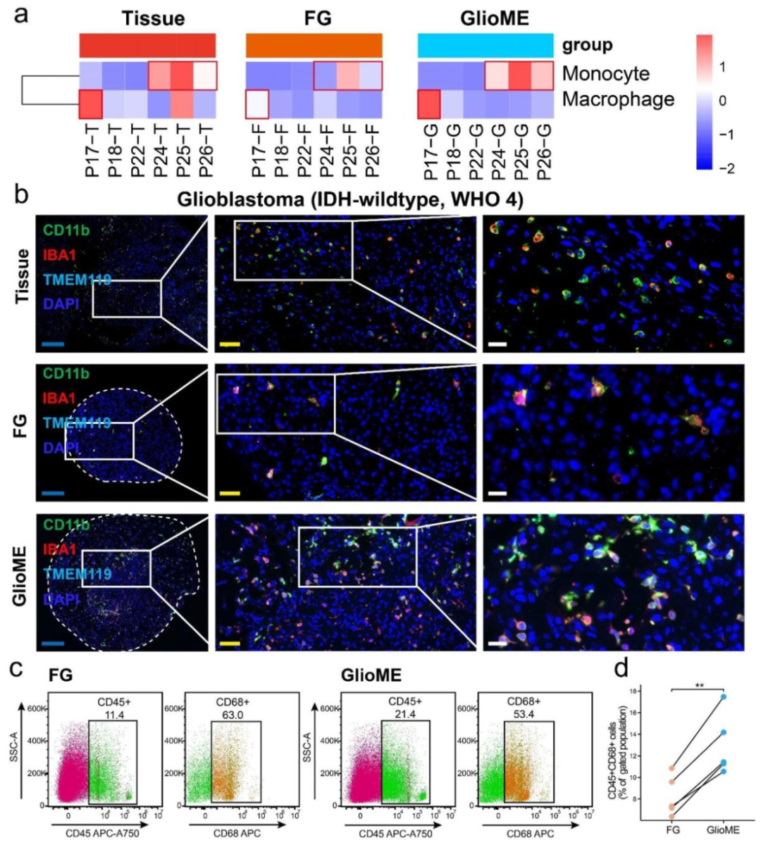 图 5:T 细胞保留能力