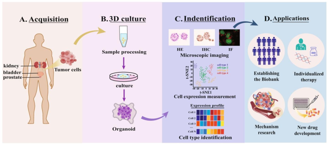 图 2：泌尿系统肿瘤类器官平台的开发
