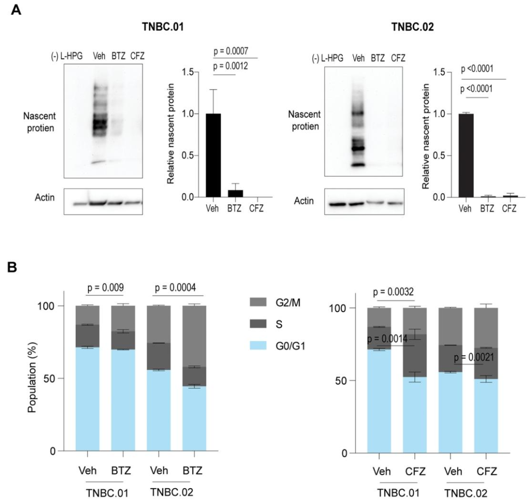 图 5：蛋白酶体抑制剂对蛋白质合成和细胞周期的影响