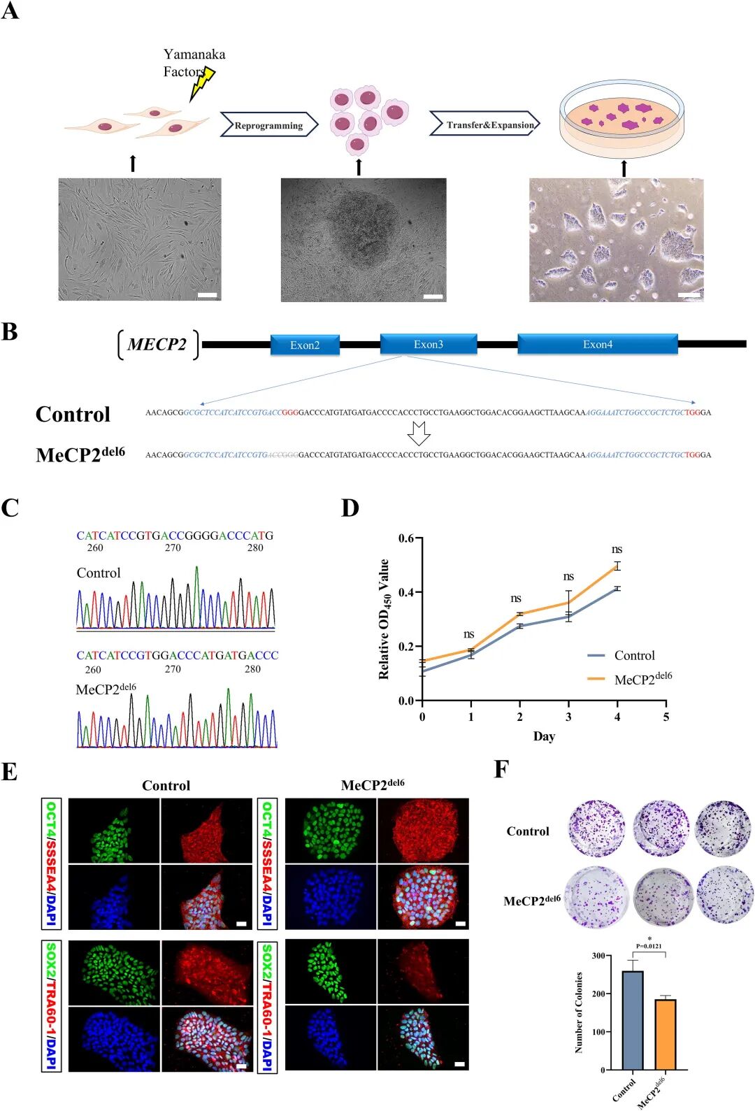 图 1：MeCP2 突变 iPSCs 的构建与表征
