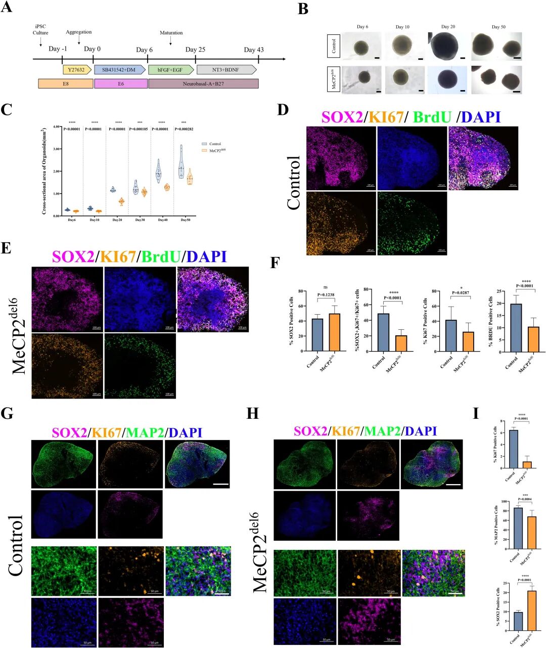 图 2：MeCP2 突变 COs 的生长与神经干细胞异常