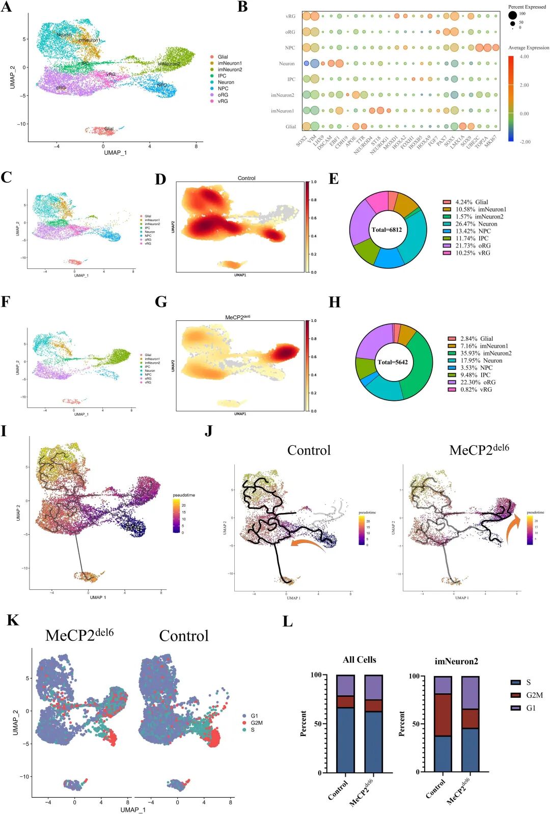 图 3：单细胞测序揭示突变型 COs 的细胞类型与分化轨迹异常
