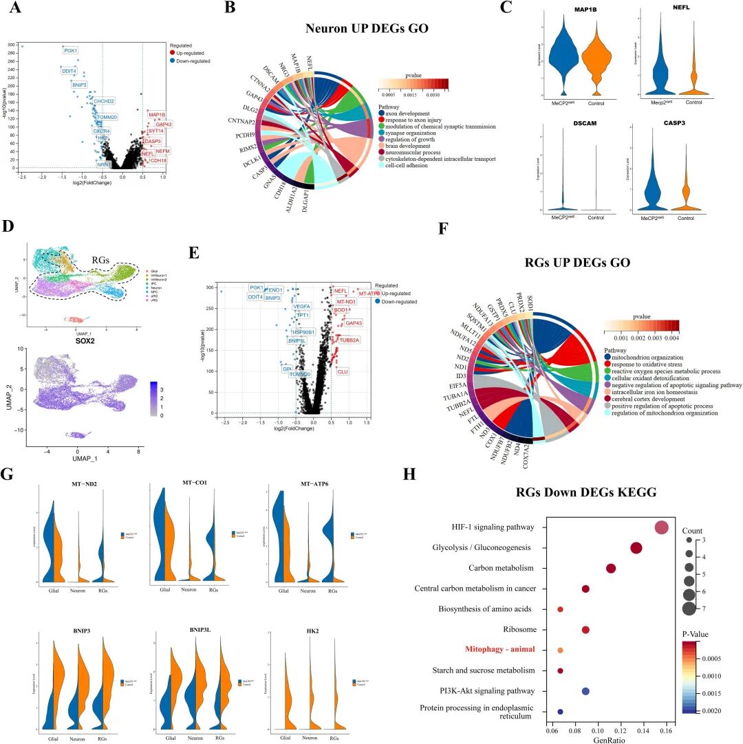 图 4：突变型 COs 的线粒体功能与自噬相关基因表达异常