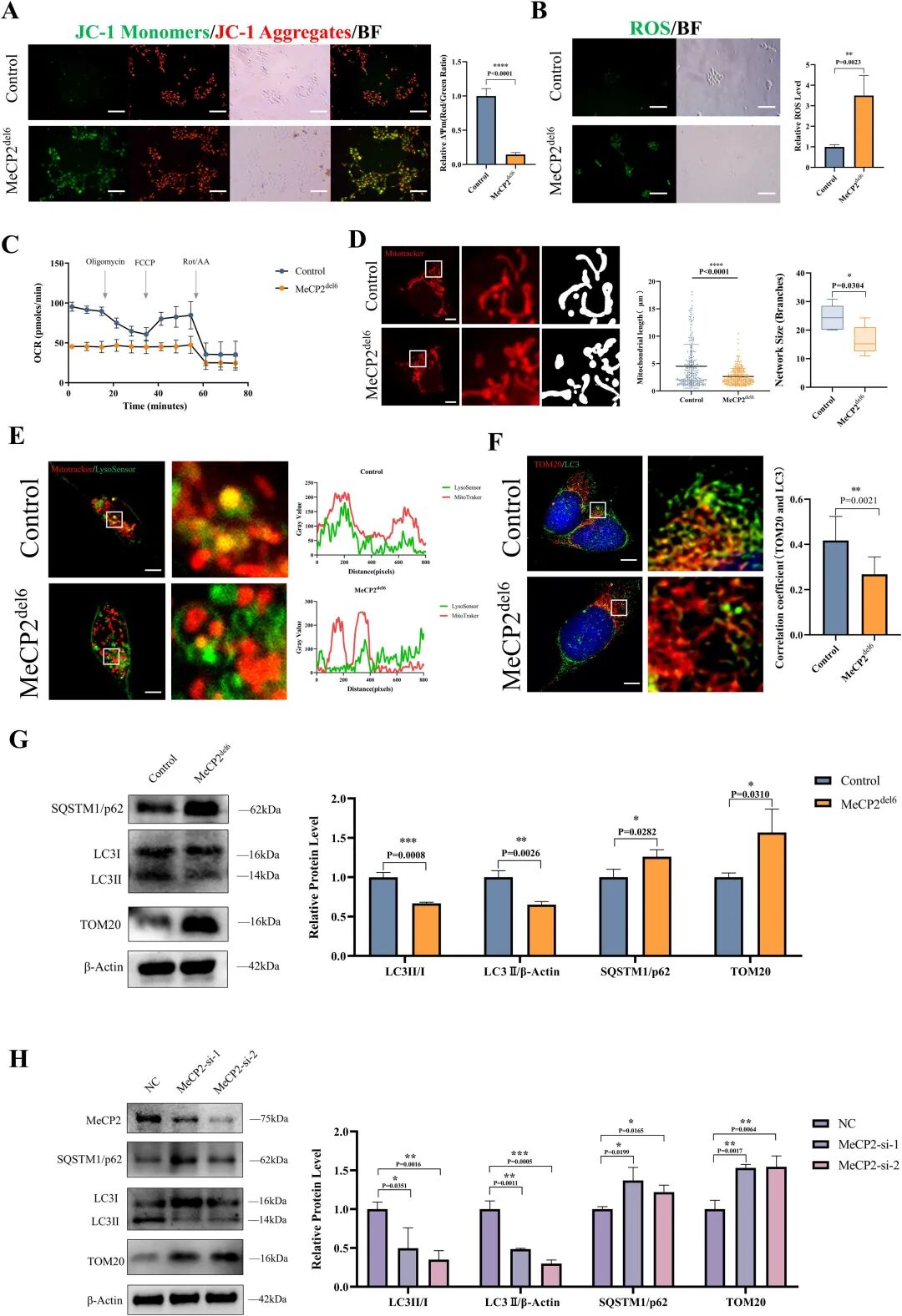 图 5：突变型 COs 的线粒体功能与自噬缺陷