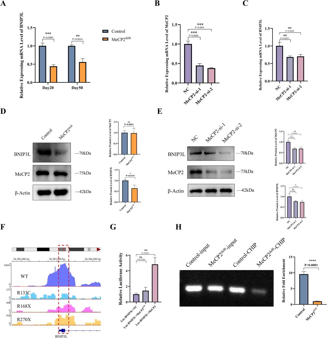 图 6：MeCP2 通过结合 BNIP3L 的 TSS 调控其转录