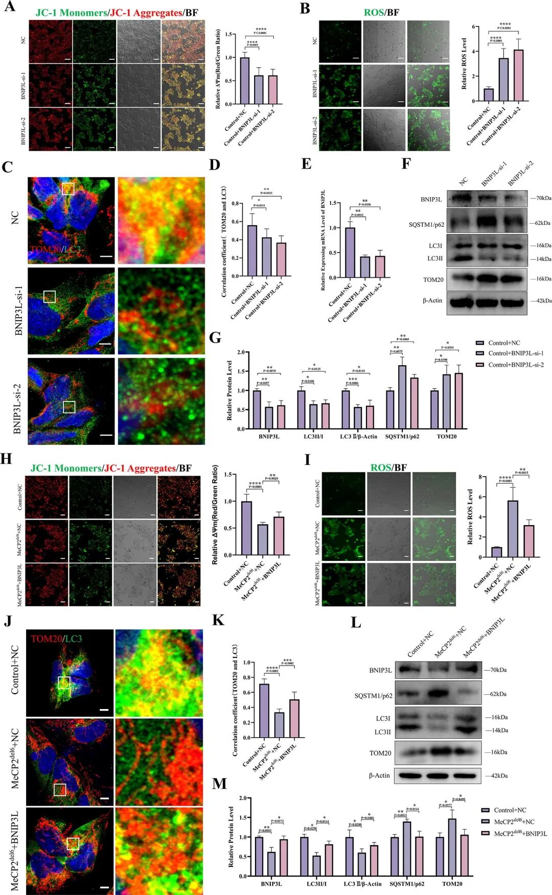图 7：过表达 BNIP3L 恢复突变型 COs 的线粒体功能与自噬