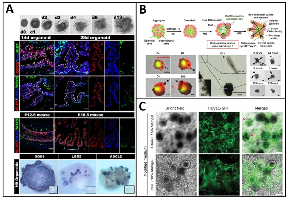 图 1：类器官构建流程与形态特征