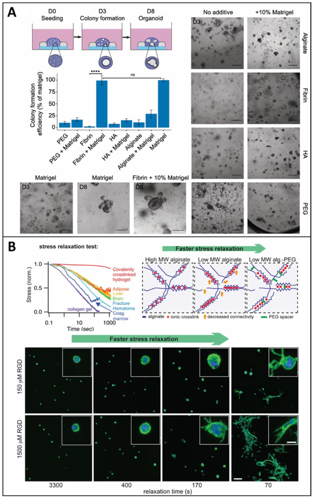 图 2：生物材料对类器官形成的影响