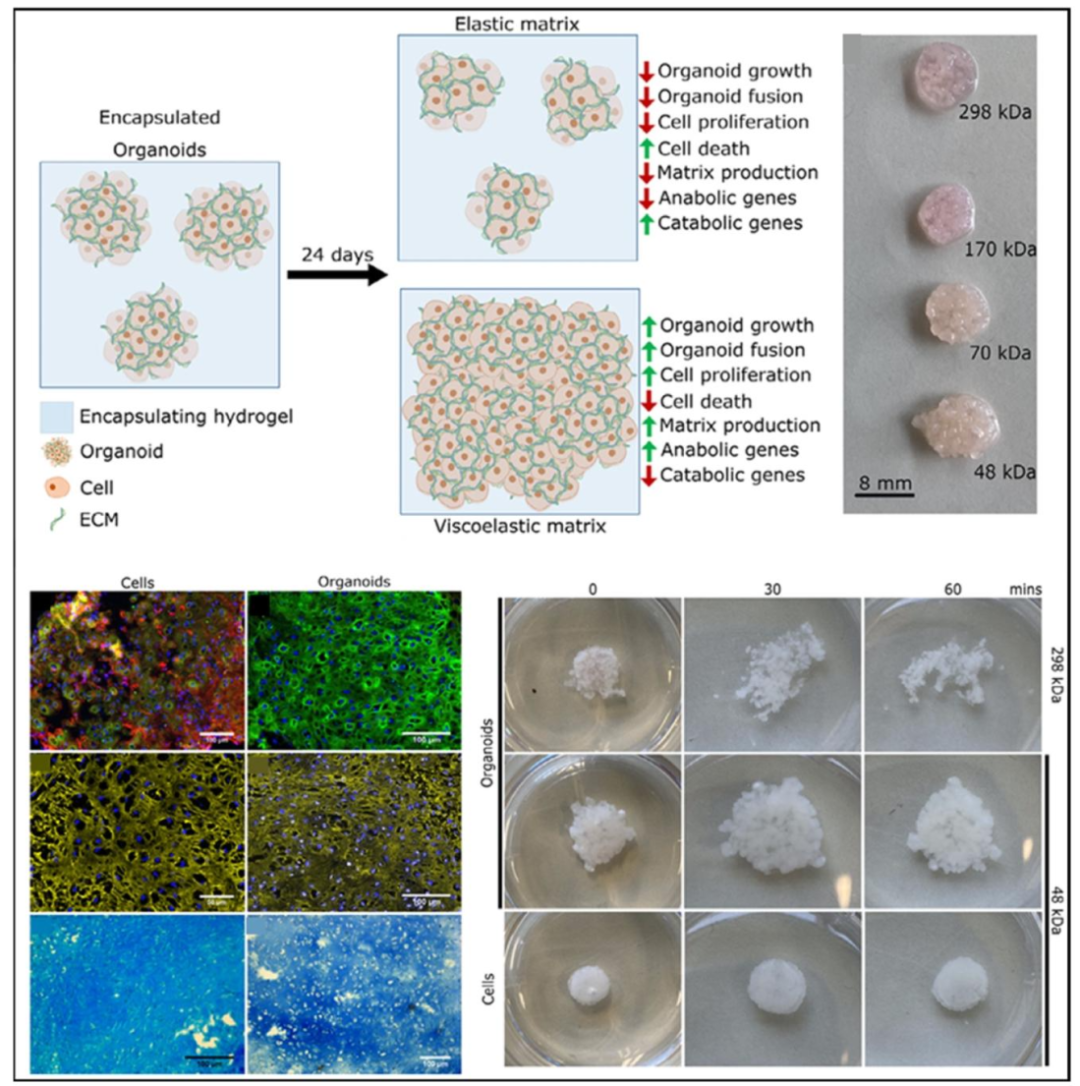 图 3：3D 生物打印与微流控系统应用