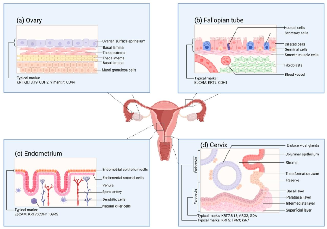 图 2:女性生殖道各部分正常组织结构及标志物