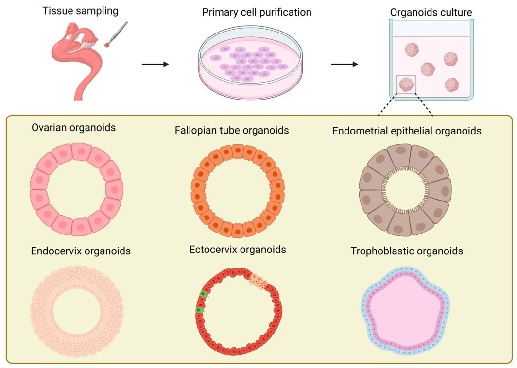 图 3:女性生殖道类器官的构建流程