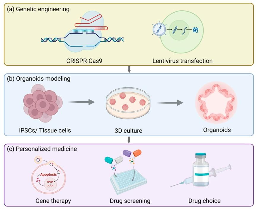 图 5:女性生殖道类器官的未来应用前景