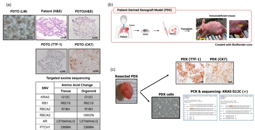 图 2：PDTO 的组织学与遗传一致性验证