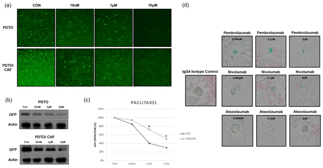 图 4：PDTO 与 CAFs / 免疫细胞的共培养实验