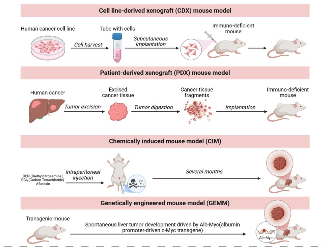 图 1:肝癌小鼠模型的构建