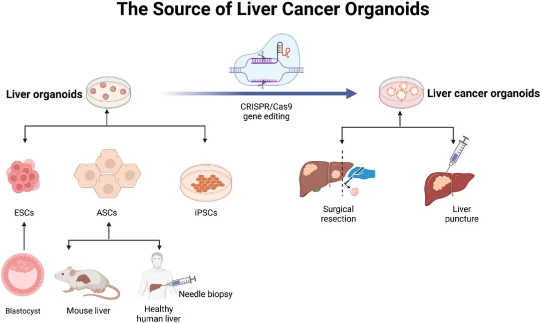 图 3:肝癌类器官的来源