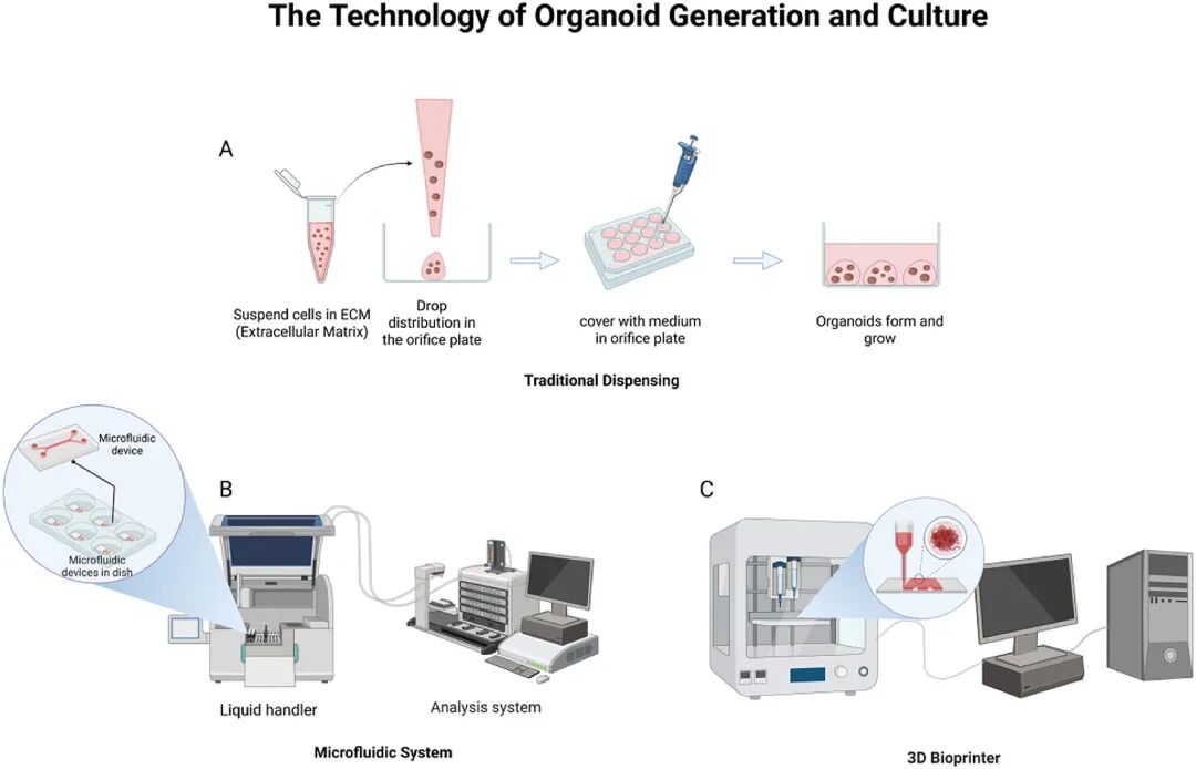 图 6:类器官构建技术对比