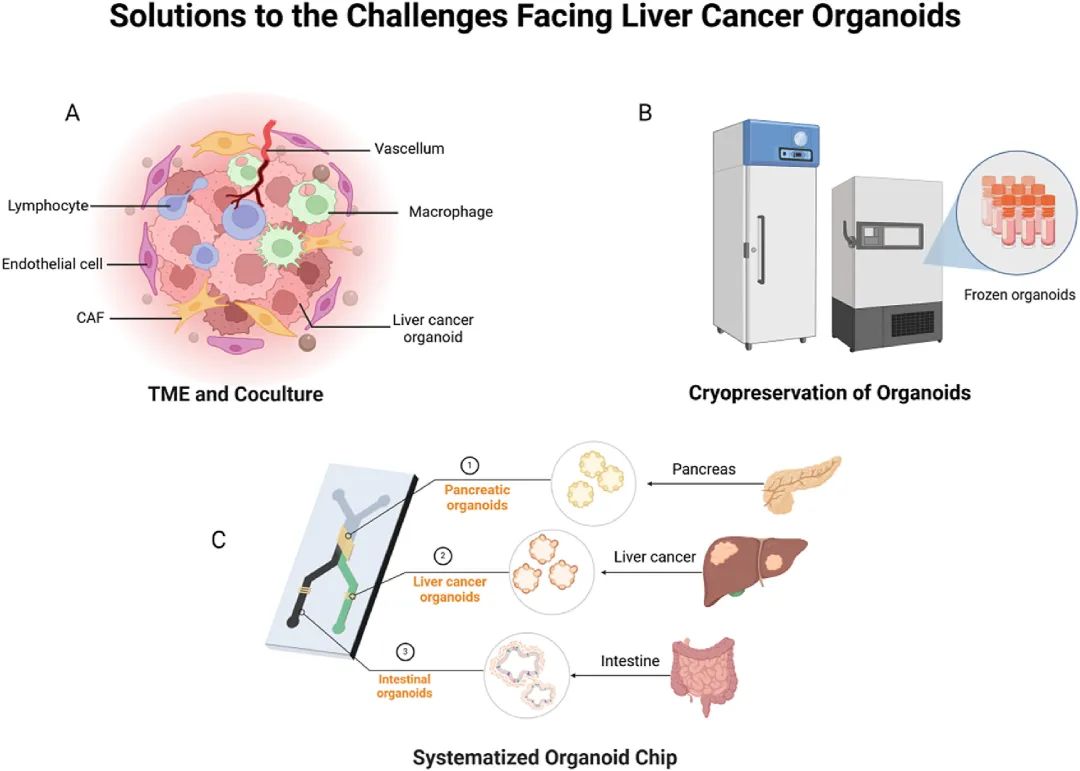 图 8:肝癌类器官的挑战与解决方案