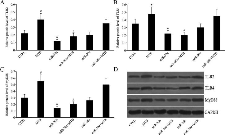 图 3：miR-30a 和 miR-30e 对 TLR2、TLR4、MyD88 蛋白表达的影响