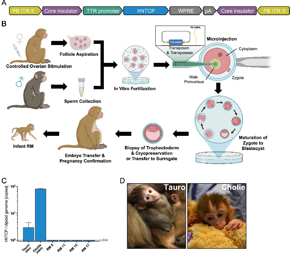 图 1:hNTCP 转基因恒河猴的构建与生成