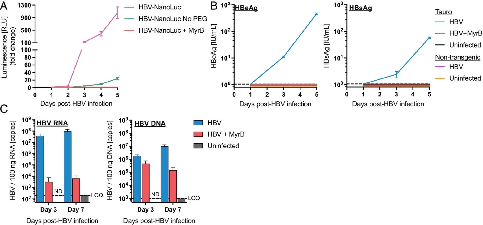 图 4:转基因猴原代肝细胞的 HBV 感染验证
