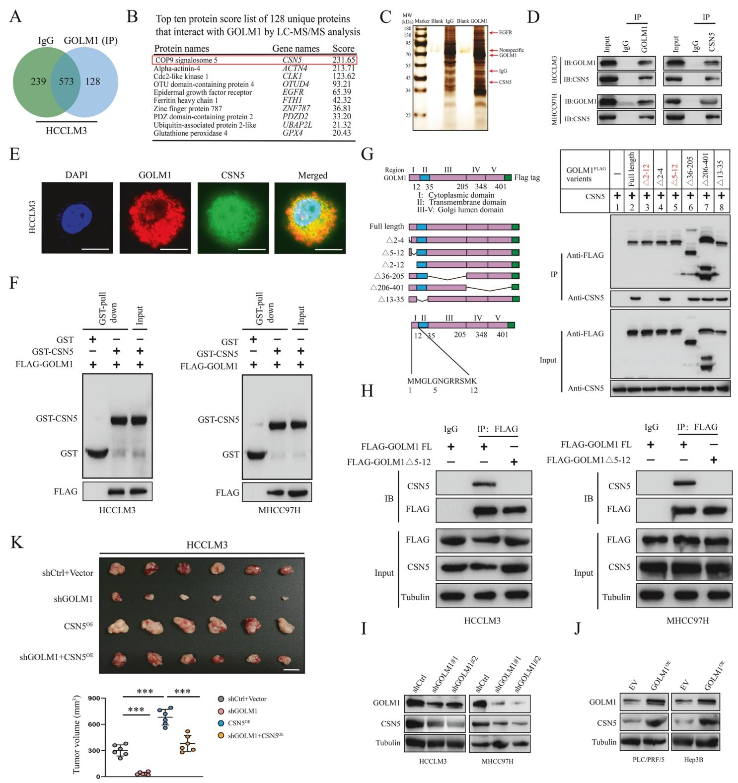 图 4:GOLM1 与 CSN5 直接结合并上调其表达