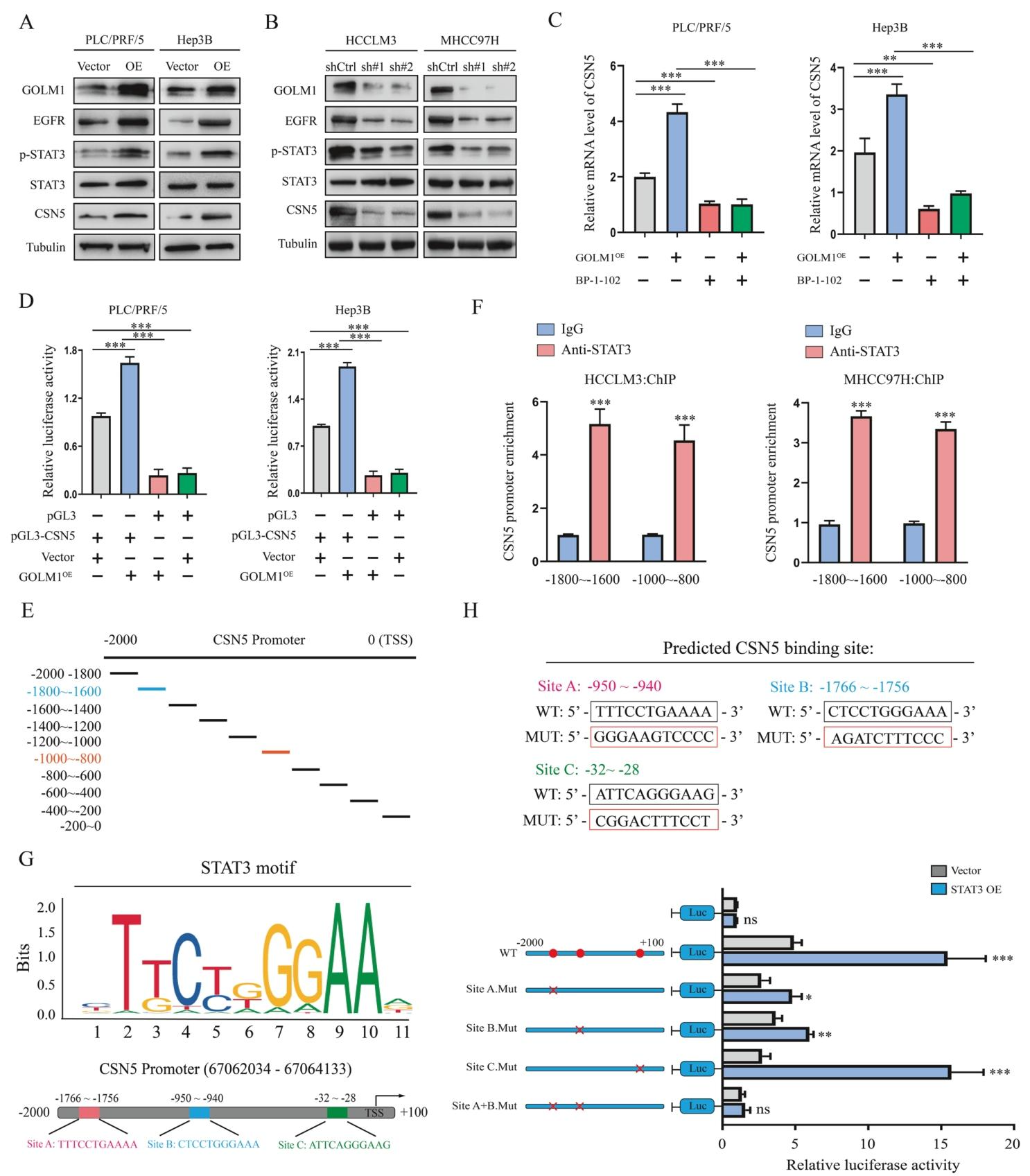 图 5:GOLM1 通过 EGFR-STAT3 通路转录调控 CSN5