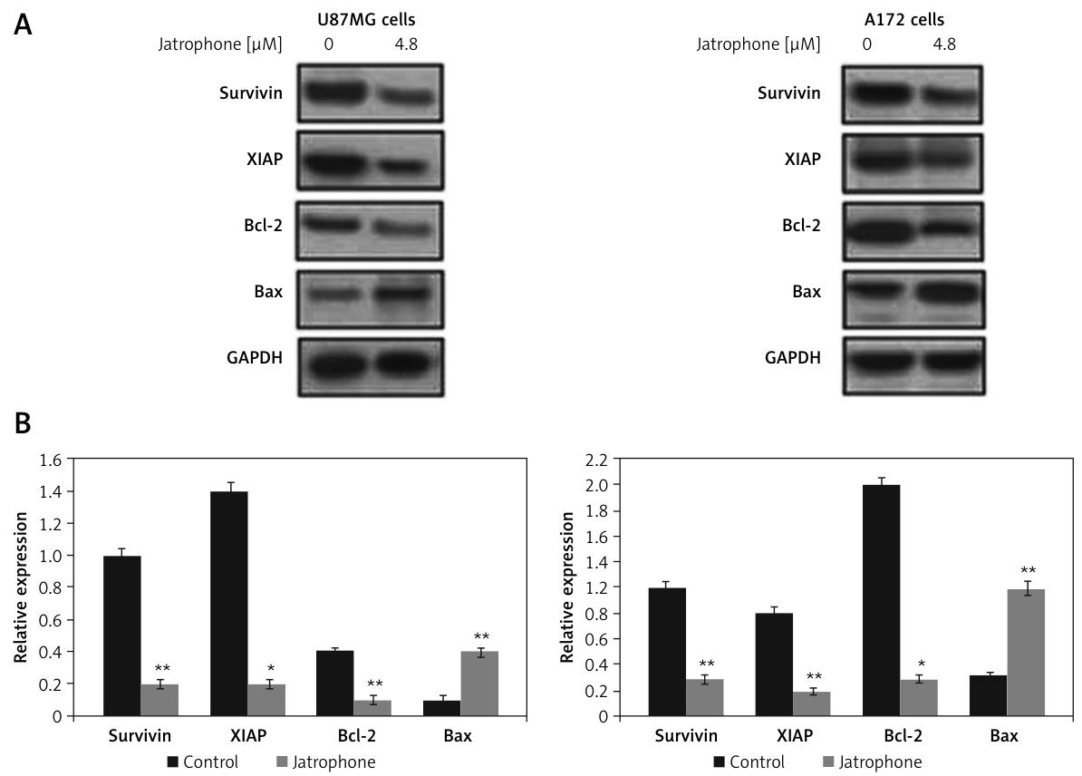 图 7:麻风树碱激活 caspase-9 和 caspase-3