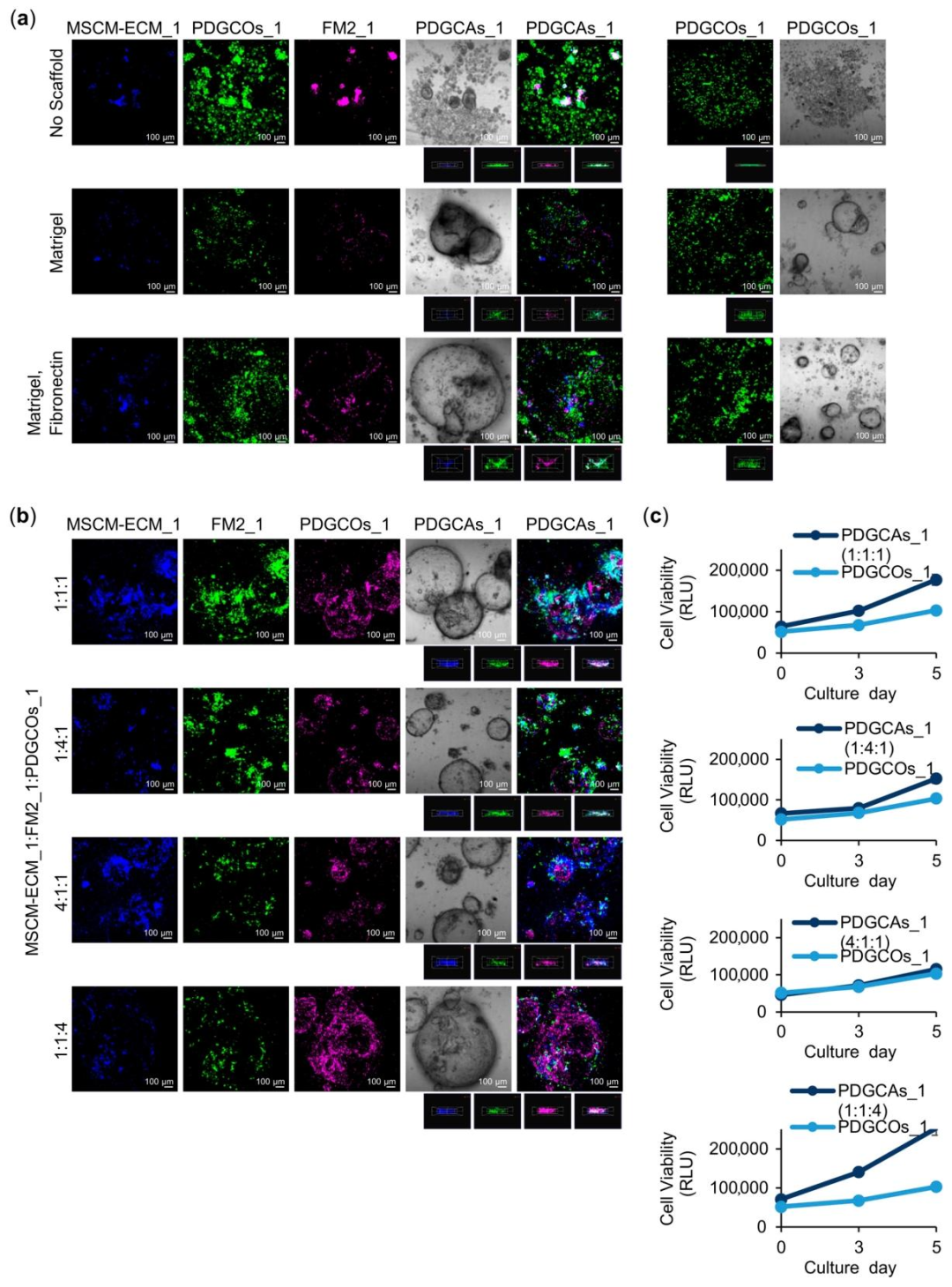 图 4：胃癌组装体的构建与生长特性