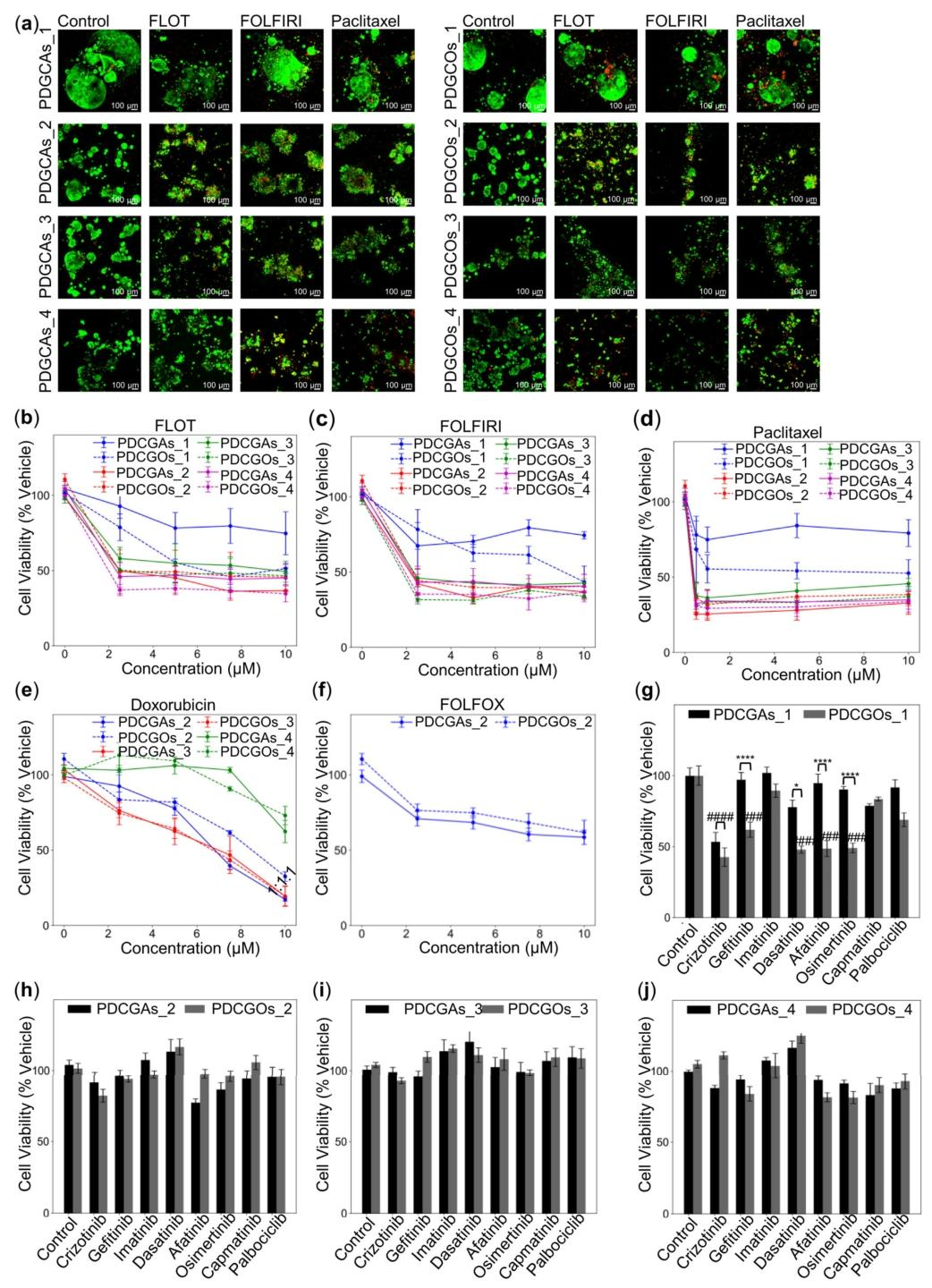 图 7：组装体与类器官的药物响应差异