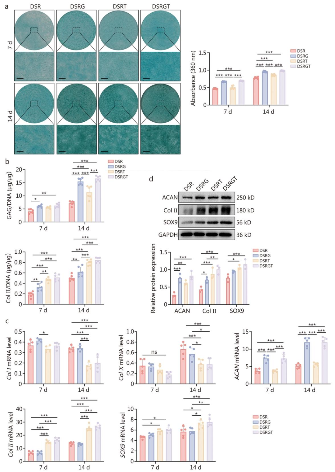 图 3：DSR、DSRG、DSRT 及 DSRGT 对 BMSCs 软骨分化能力的影响